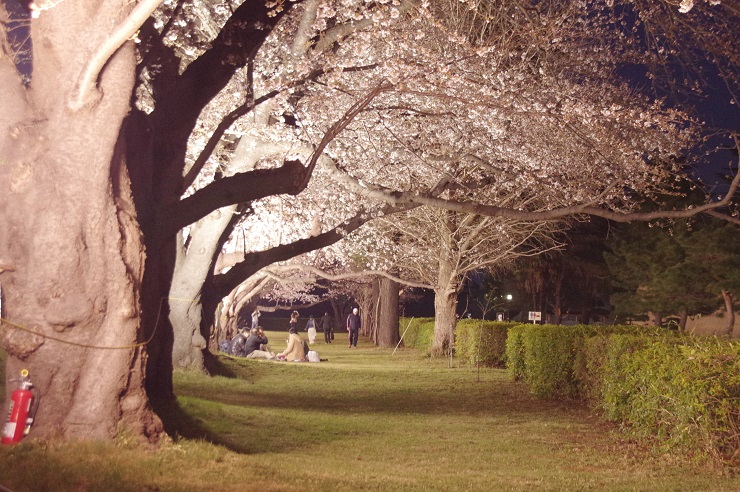 駐屯地内の夜桜