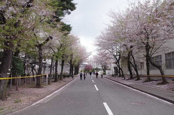 小平駐屯地：桜並木