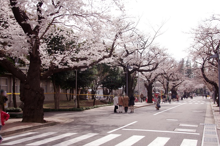 三宿駐屯地の桜並木