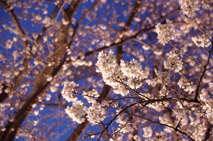駐屯地内の夜桜
