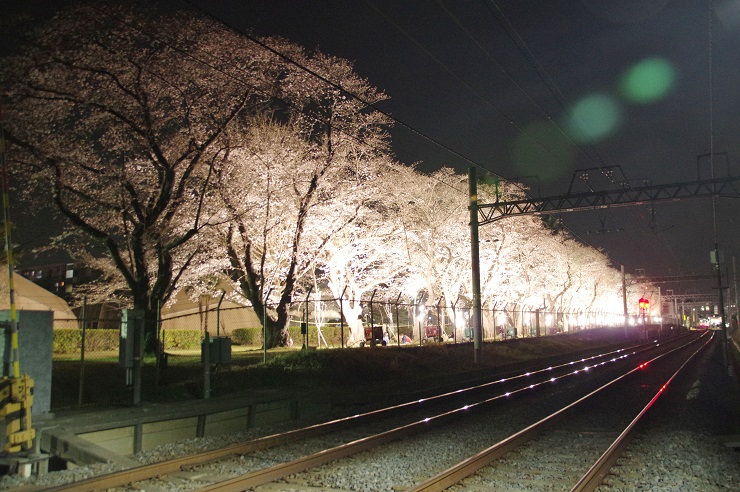 桜並木の夜間ライトアップ