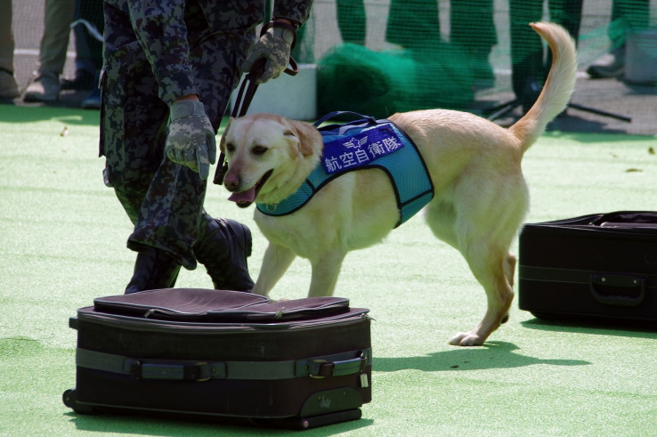 基地警備犬訓練展示