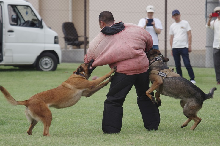 軍用犬訓練展示