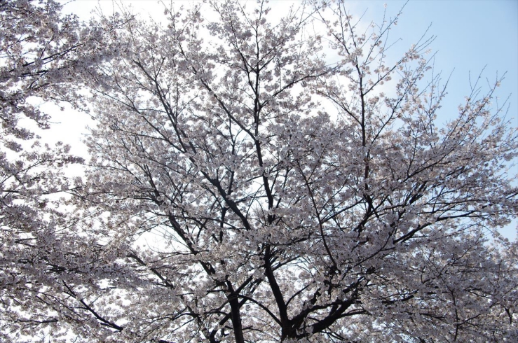 宇都宮駐屯地｜満開の桜
