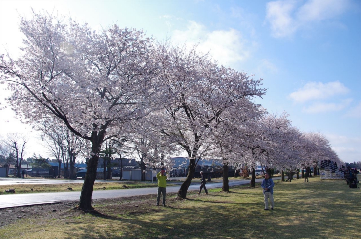 宇都宮駐屯地｜桜並木