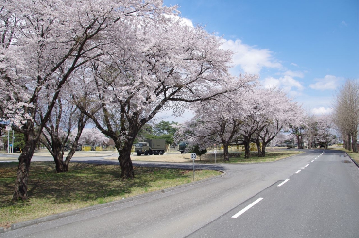 高機動車体験試乗開始：桜並木街道