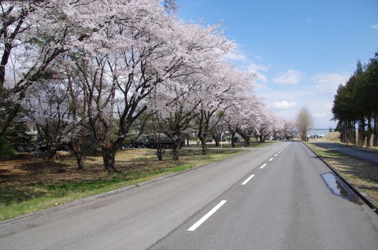 高機動車体験試乗開始：桜並木街道