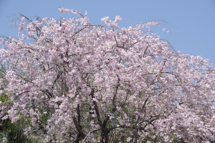 練馬駐屯地創設71周年：満開の枝垂れ桜