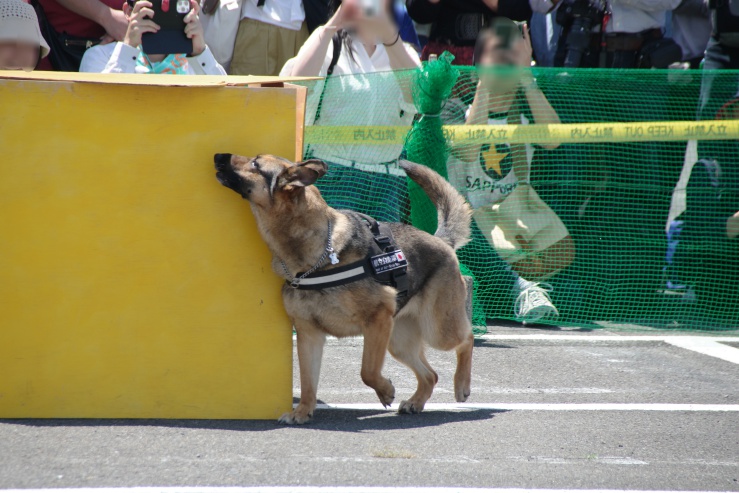 入間基地ランウェイウォーク2024：警備犬訓練展示