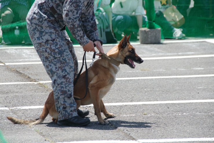 入間基地ランウェイウォーク2024：警備犬訓練展示