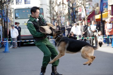 H30吉祥寺テロ対策合同訓練｜警視庁警備部警備犬の犯人確保訓練